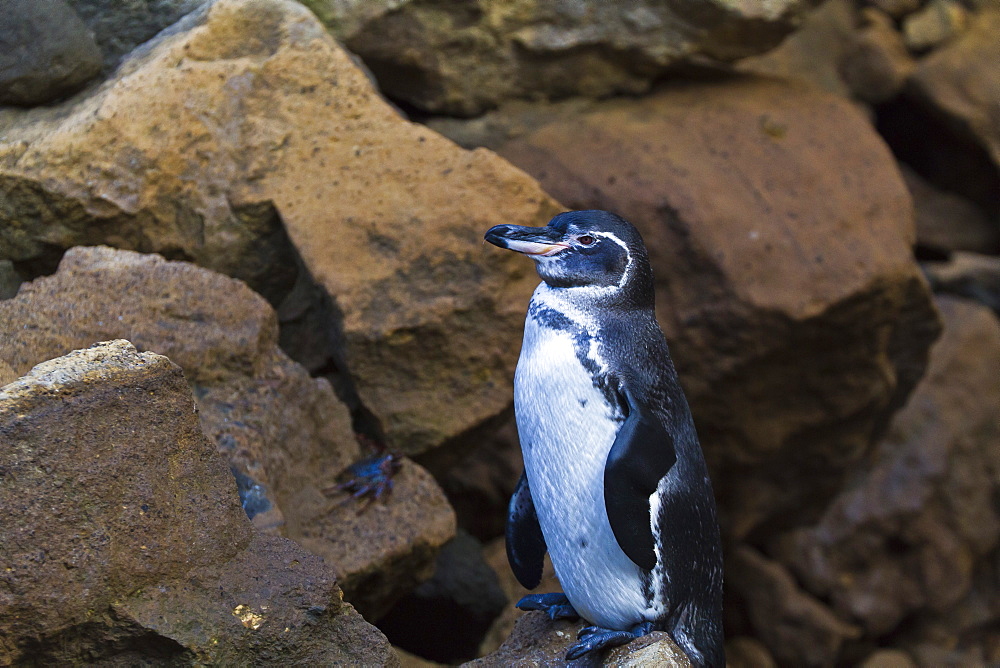 Adult Galapagos penguin (Spheniscus mendiculus), Bartolome Island, Galapagos Islands, Ecuador, South America