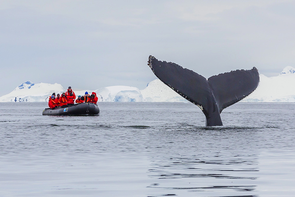 Humpback whale (Megaptera novaeangliae), flukes-up dive near whale watchers in the Enterprise Islands, Antarctica, Polar Regions