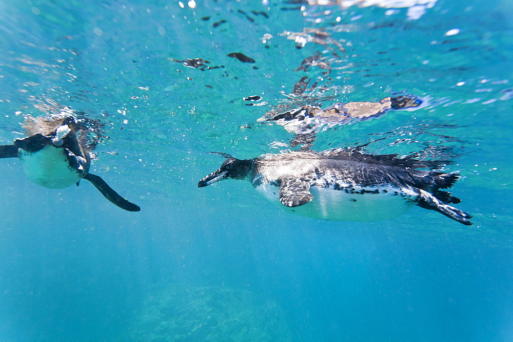 Adult Galapagos penguin (Spheniscus mendiculus) underwater, Bartolome Island, Galapagos Islands, Ecuador, South America