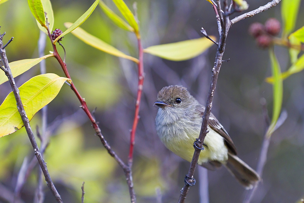 Adult warbler finch (Certhidea olivacea), Santiago Island, Galapagos Islands, UNESCO World Heritge Site, Ecuador, South America