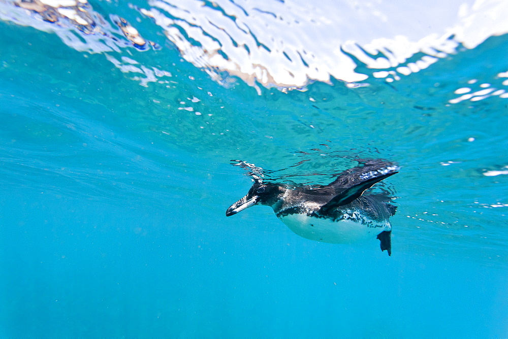 Adult Galapagos penguin (Spheniscus mendiculus) underwater, Bartolome Island, Galapagos Islands, Ecuador, South America