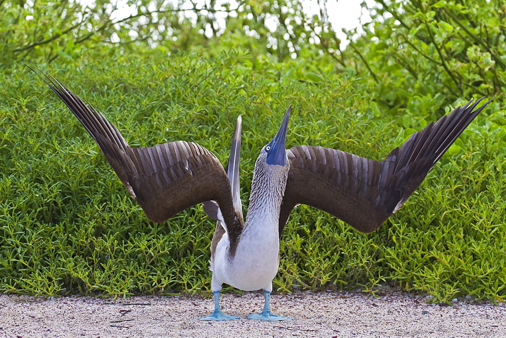 Blue-footed booby (Sula nebouxii), North Seymour Island, Galapagos Islands, Ecuador, South America