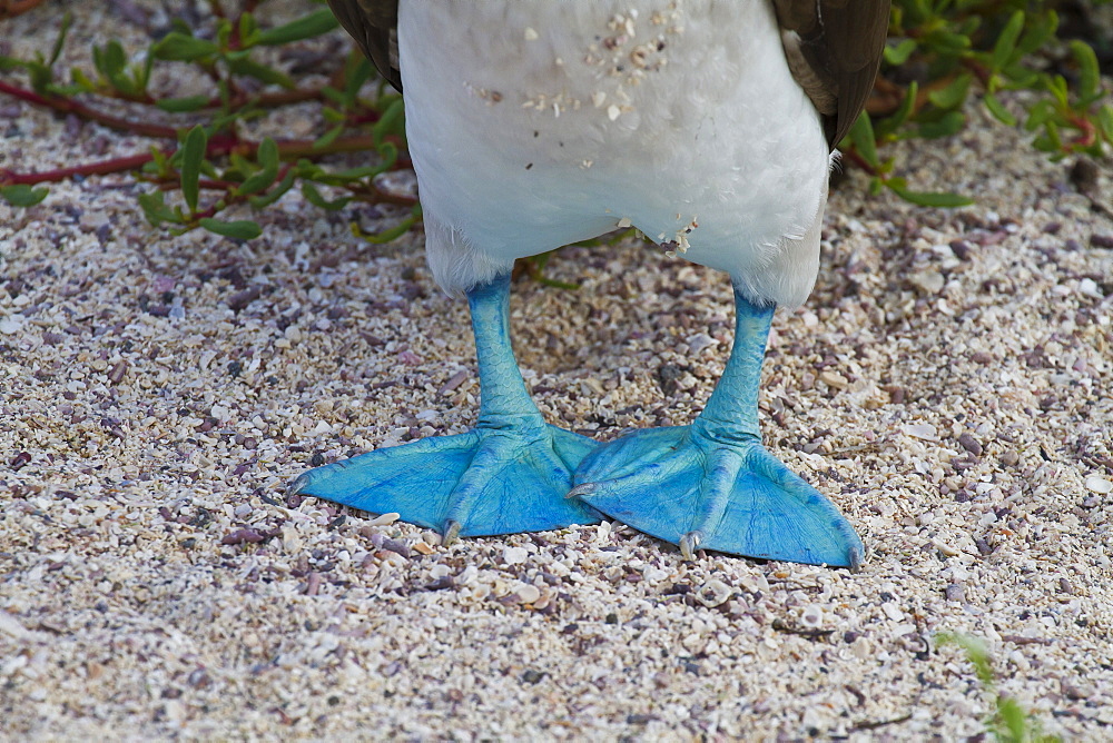 Blue-footed booby (Sula nebouxii), North Seymour Island, Galapagos Islands, Ecuador, South America