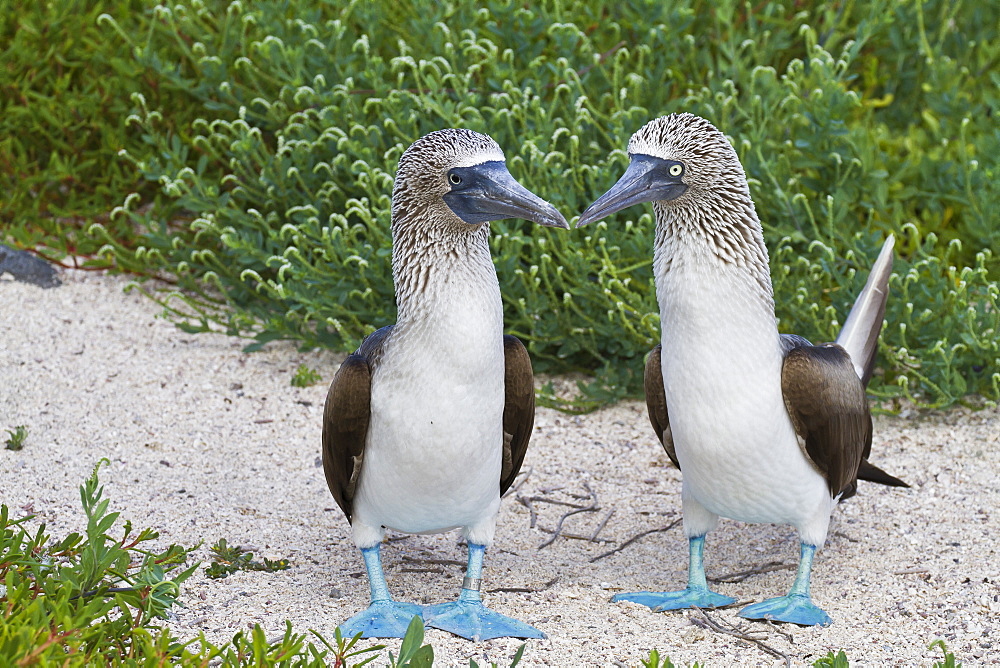 Blue-footed booby (Sula nebouxii) pair, North Seymour Island, Galapagos Islands, Ecuador, South America