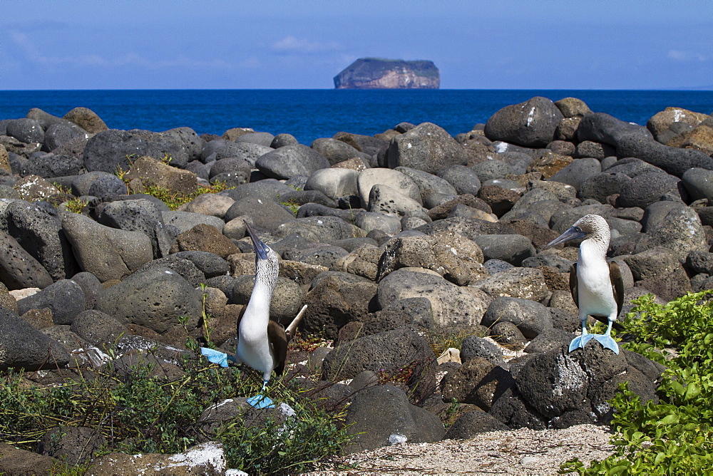 Blue-footed booby (Sula nebouxii) pair, North Seymour Island, Galapagos Islands, UNESCO World Heritage Site, Ecuador, South America