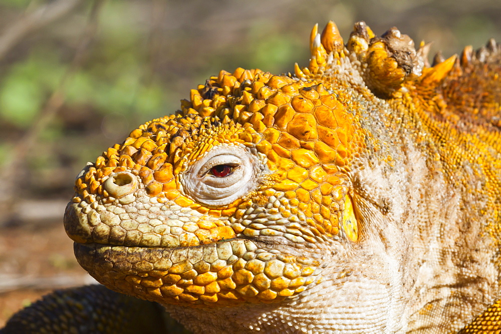 Galapagos land iguana, (Conolophus subcristatus), Santa Cruz Island, Galapagos Islands, UNESCO World Heritge Site, Ecuador, South America