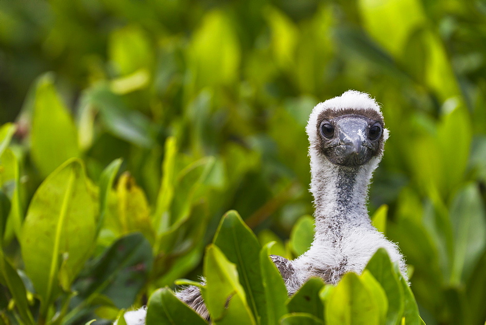 Red-footed booby (Sula sula) chick, Genovesa Island,  Galapagos Islands, Ecuador, South America