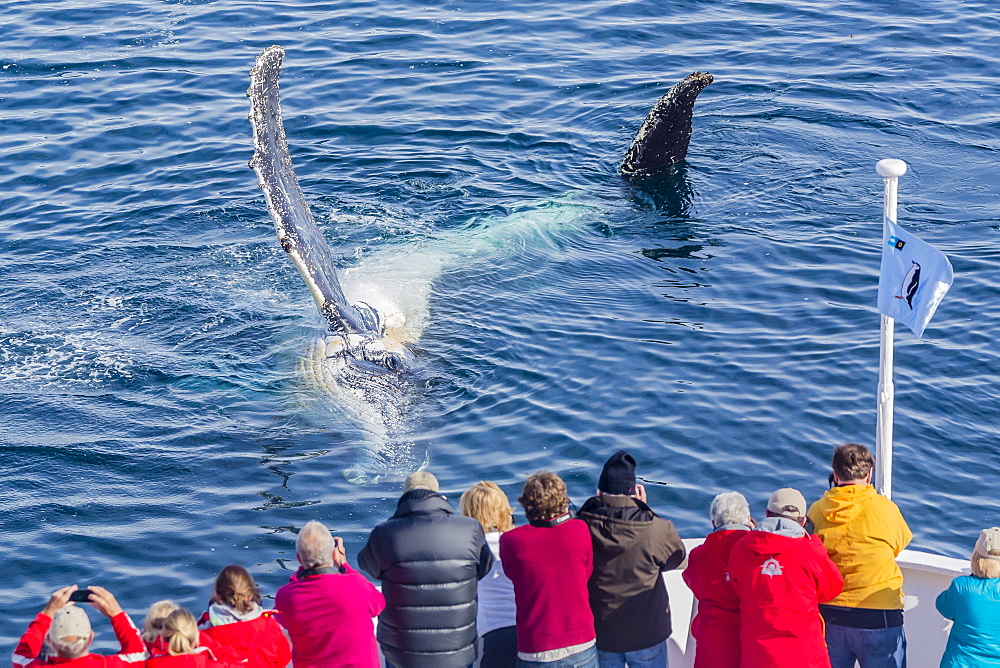 Adult humpback whales (Megaptera novaeangliae) on its side off the bow of the National Geographic Explorer in the Gerlache Strait, Antarctica, Polar Regions