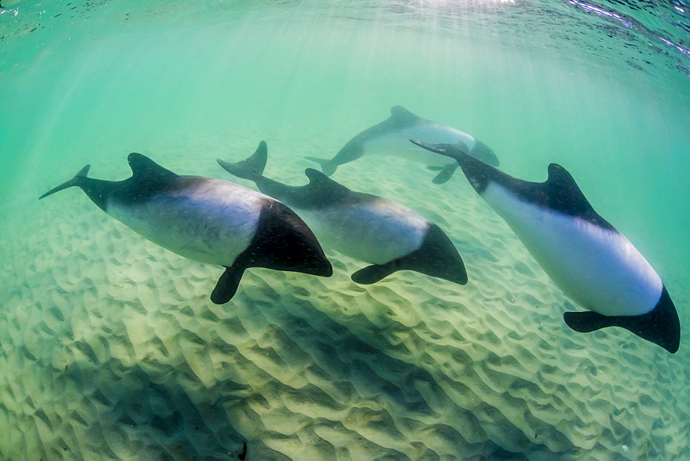 Adult Commerson's dolphins (Cephalorhynchus commersonii), underwater at Carcass Island, Falkland Islands, UK Overseas Protectorate, South America