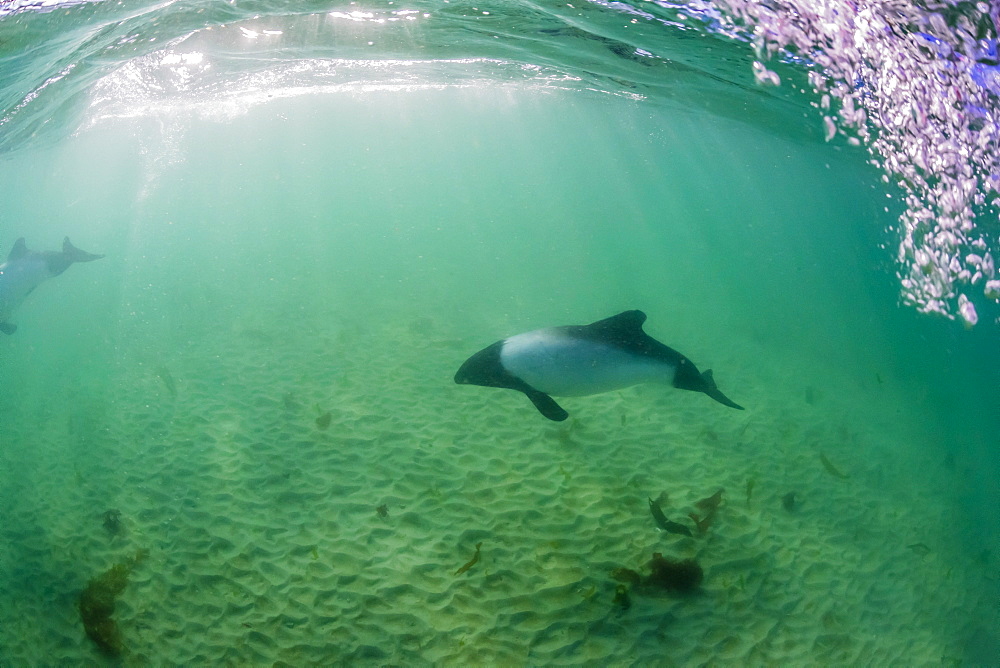 Adult Commerson's dolphin (Cephalorhynchus commersonii), underwater at Carcass Island, Falkland Islands, UK Overseas Protectorate, South America