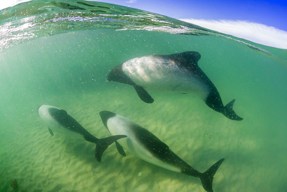 Adult Commerson's dolphins (Cephalorhynchus commersonii), above and below at Carcass Island, Falkland Islands, UK Overseas Protectorate, South America