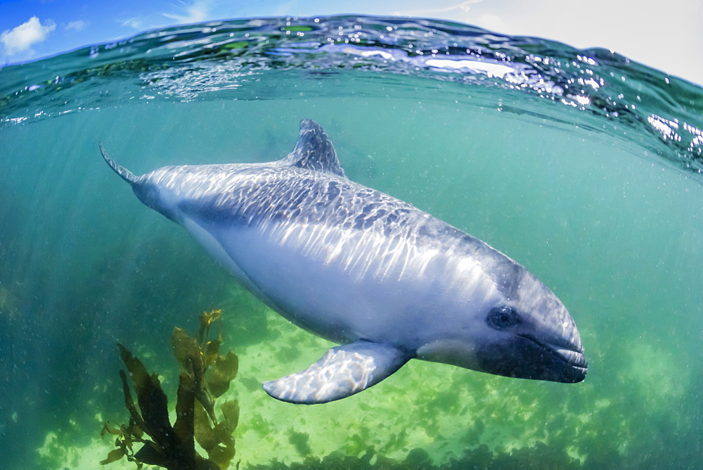 Adult Peale's dolphin (Lagenorhynchus australis), underwater in shallow water near New Island, Falkland Islands, UK Overseas Protectorate, South America