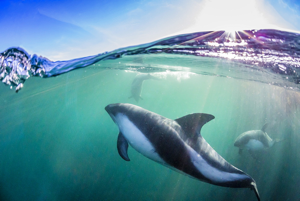 Adult Peale's dolphin (Lagenorhynchus australis), underwater in shallow water near New Island, Falkland Islands, UK Overseas Protectorate, South America