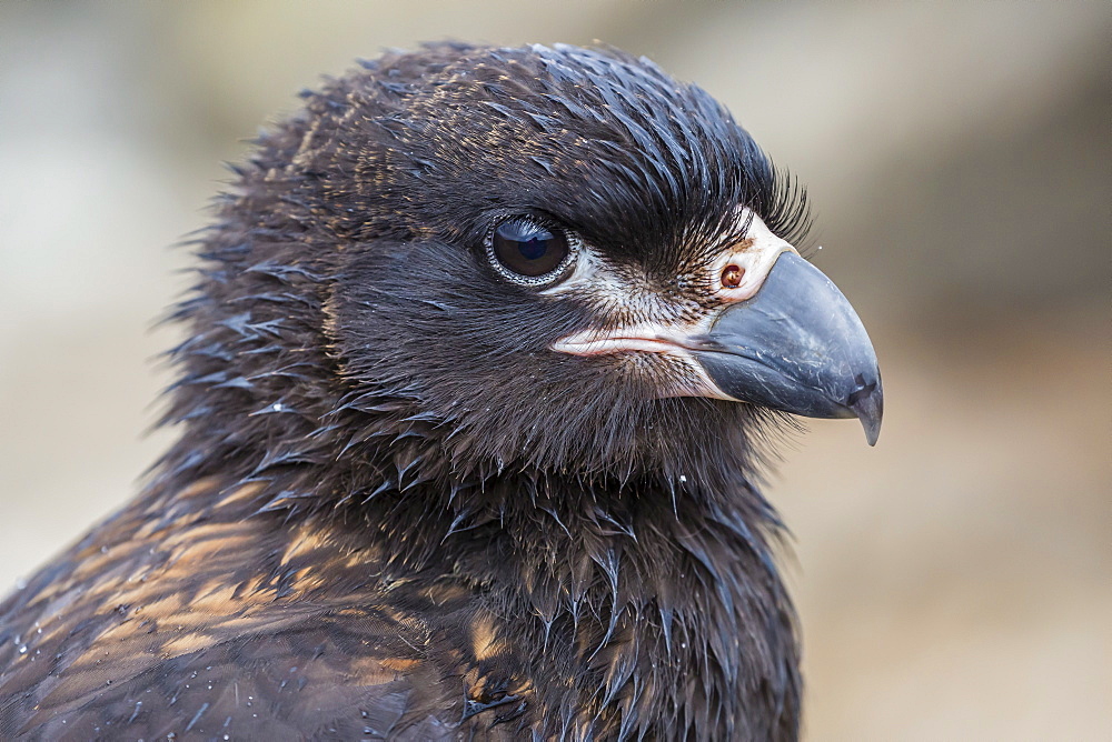 Adult striated caracara (Phalcoboenus australis), Steeple Jason Island, West Falkland Islands, UK Overseas Protectorate, South America