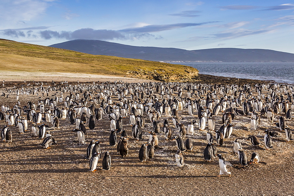 Adult gentoo penguins (Pygoscelis papua) molting feathers at Saunders Island, West Falkland Islands, UK Overseas Protectorate, South America