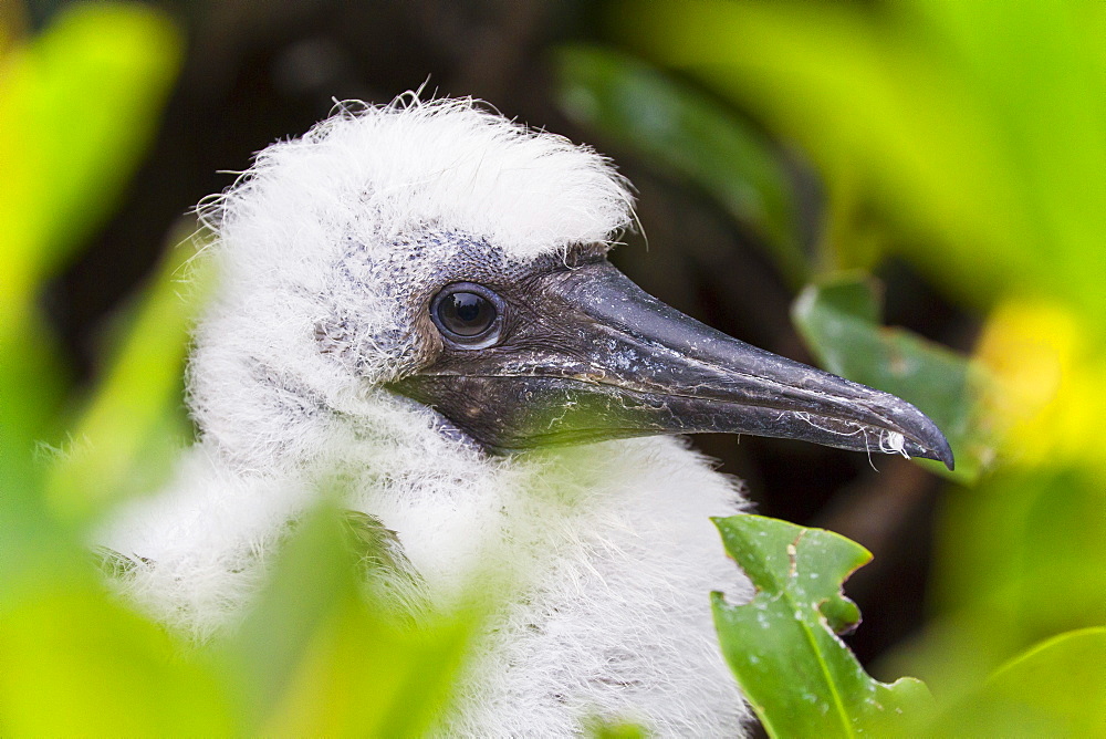 Red-footed booby (Sula sula) chick, Genovesa Island,  Galapagos Islands, Ecuador, South America