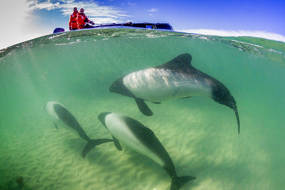 Adult Commerson's dolphin (Cephalorhynchus commersonii), above and below near Zodiac at Carcass Island, Falkland Islands, UK Overseas Protectorate, South America