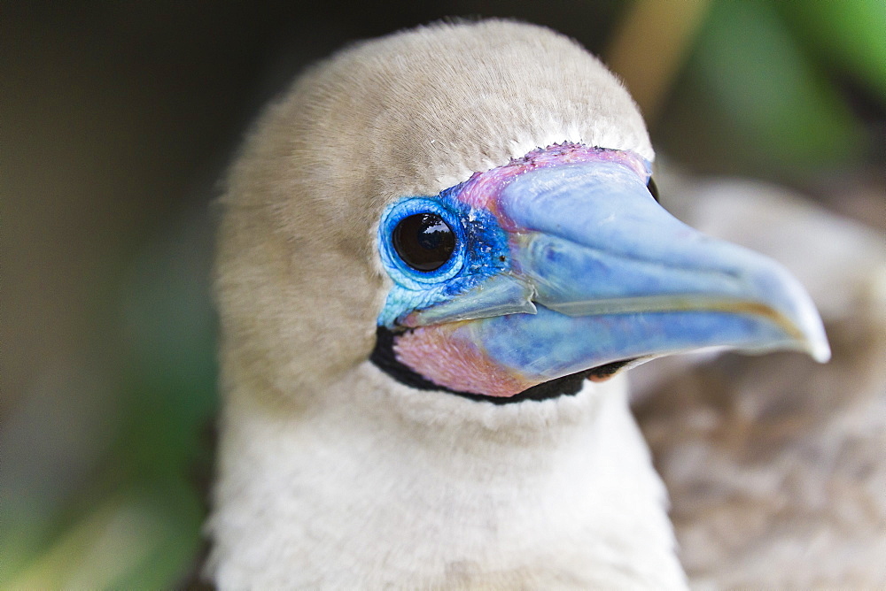 Adult dark morph red-footed booby (Sula sula), Genovesa Island, Galapagos Islands, Ecuador, South America