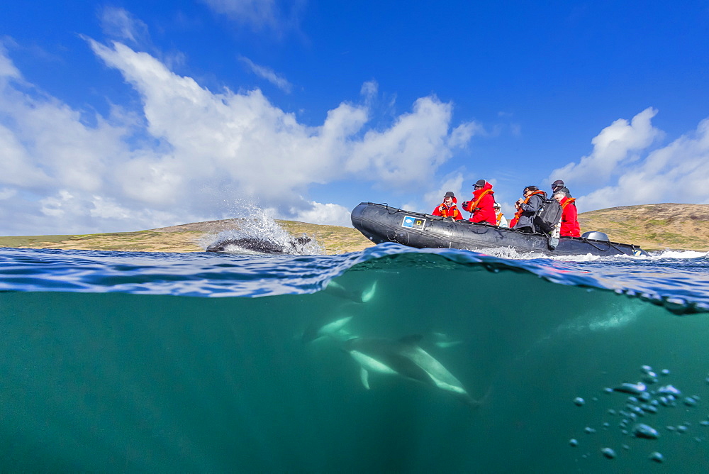 Adult Peale's dolphin (Lagenorhynchus australis) bow riding a Lindblad Expeditions Zodiac above and below water near New Island, Falkland Islands, UK Overseas Protectorate, South America