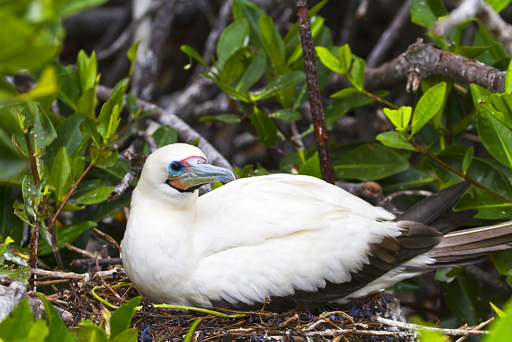 Adult white morph red-footed booby (Sula sula), Genovesa Island, Galapagos Islands, Ecuador, South America