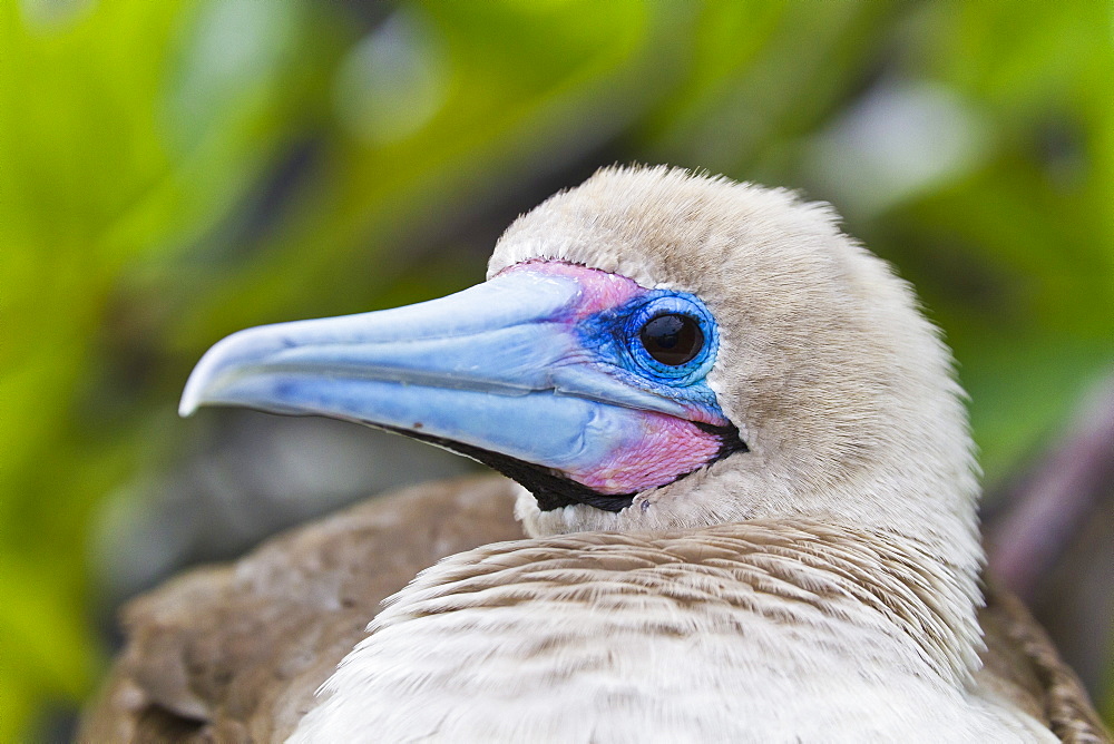 Adult dark morph red-footed booby (Sula sula), Genovesa Island, Galapagos Islands, Ecuador, South America