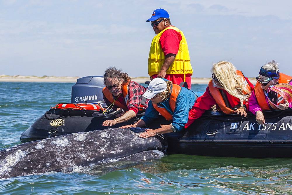 California gray whale (Eschrichtius robustus) with excited whale watchers in Magdalena Bay, Baja California Sur, Mexico, North America