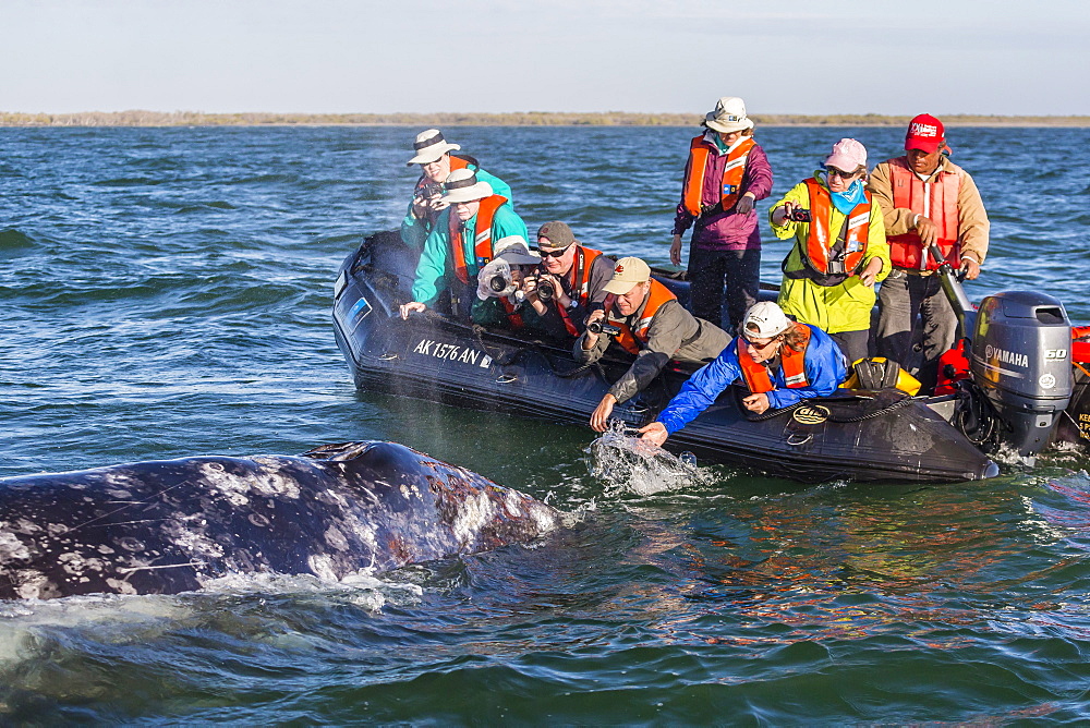 California gray whale (Eschrichtius robustus) with excited whale watchers in Magdalena Bay, Baja California Sur, Mexico, North America