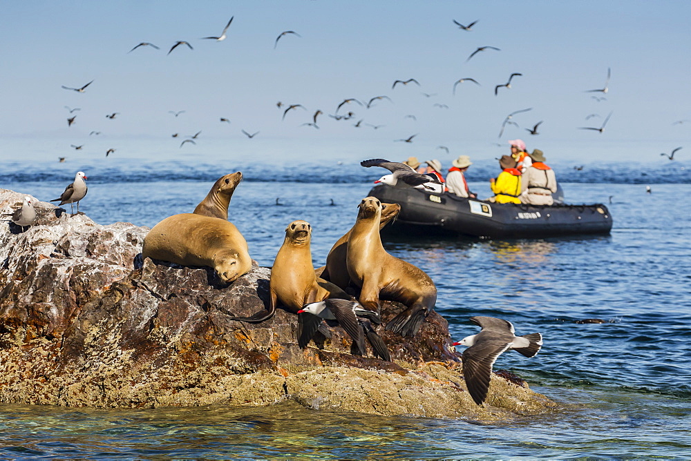 Zodiac from the Lindblad Expeditions ship National Geographic Sea Bird with guests at Isla Rasita, Baja California Norte, Mexico, North America