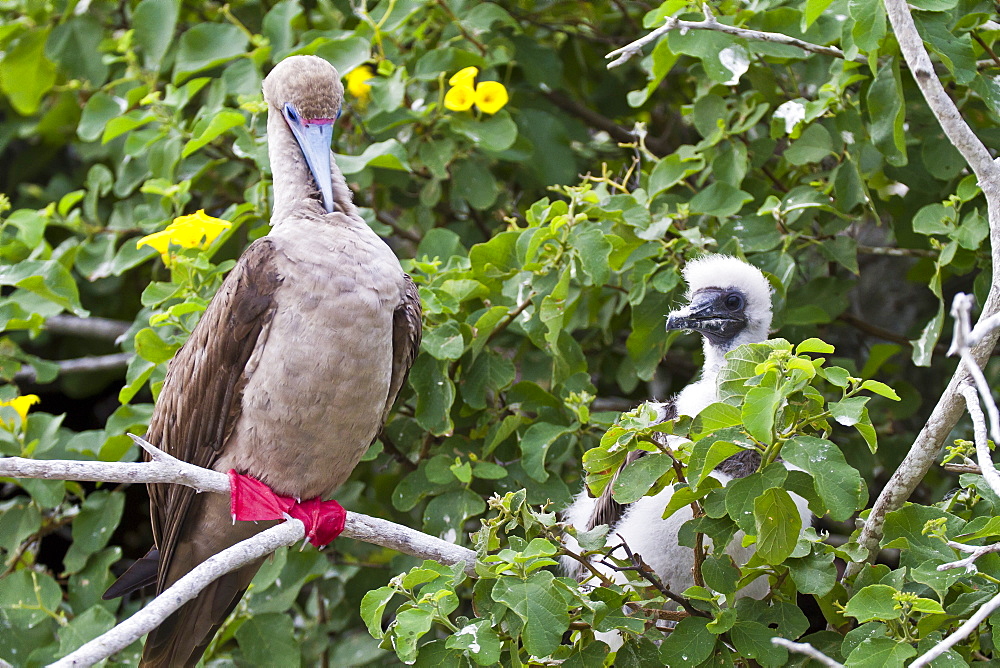 Adult dark morph red-footed booby (Sula sula) with chick, Genovesa Island, Galapagos Islands, Ecuador, South America