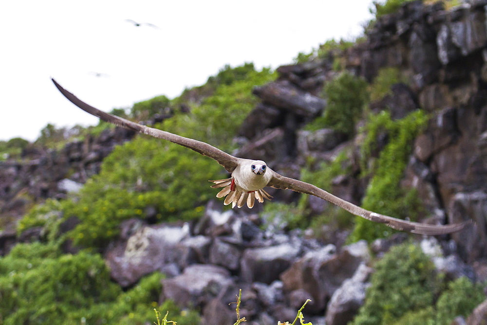 Adult dark morph red-footed booby (Sula sula) in flight, Genovesa Island, Galapagos Islands, Ecuador, South America.