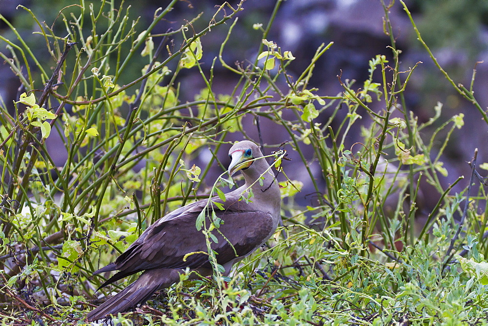 Adult dark morph red-footed booby (Sula sula) with nesting material, Genovesa Island, Galapagos Islands, Ecuador, South America