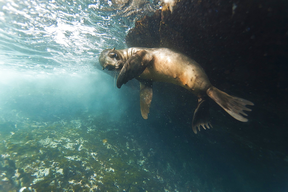 Galapagos sea lion (Zalophus wollebaeki) underwater, Tagus Cove, Isabela Island, Galapagos Islands, Ecuador, South America