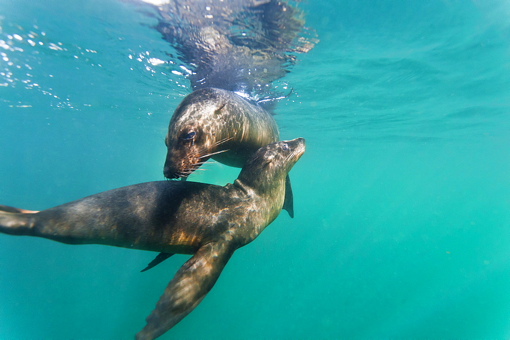 Galapagos sea lions (Zalophus wollebaeki) underwater, Tagus Cove, Isabela Island, Galapagos Islands, Ecuador, South America