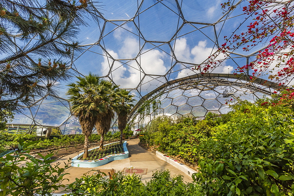 The Eden Project, the complex consists of huge greenhouse domes simulating different biomes from around the world, St. Austell, Cornwall, England, United Kingdom, Europe