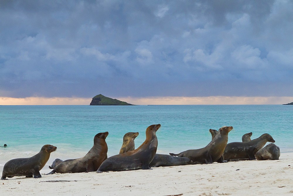 Galapagos sea lions (Zalophus wollebaeki), Gardner Bay, Espanola Island, Galapagos Islands, UNESCO World Heritage Site, Ecuador, South America