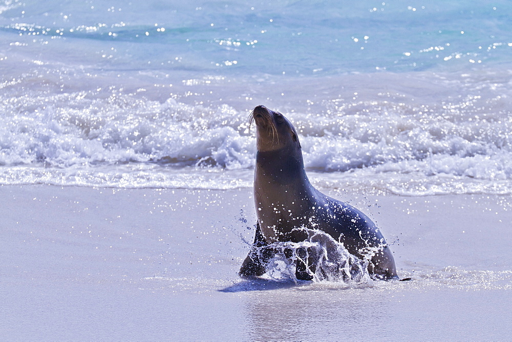 Galapagos sea lion (Zalophus wollebaeki) pup, Gardner Bay, Espanola Island, Galapagos Islands, UNESCO World Heritage Site, Ecuador, South America