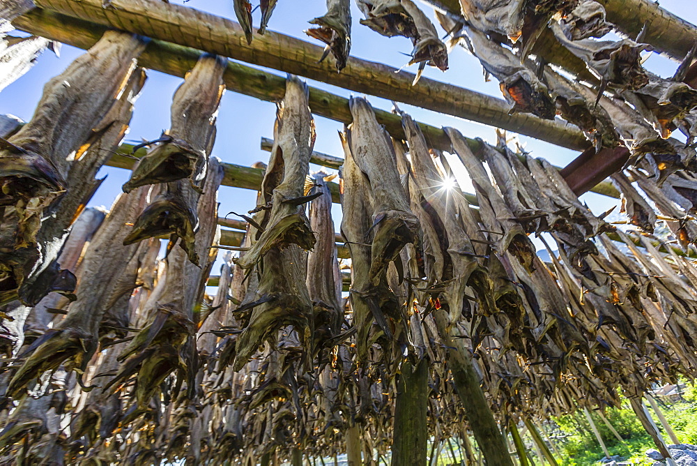 Stock cod, split and drying out on huge racks, in the Norwegian fishing village of Reina, Lofoten Islands, Norway, Scandinavia, Europe