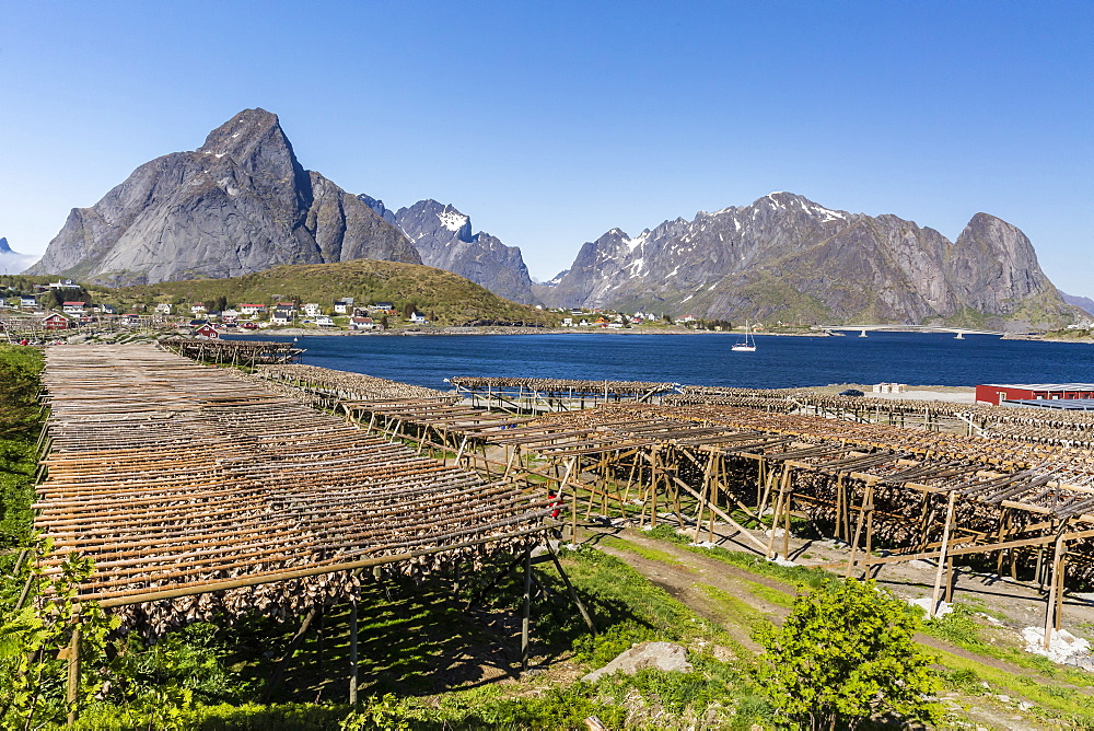 Stock cod, split and drying out on huge racks, in the Norwegian fishing village of Reina, Lofoten Islands, Norway, Scandinavia, Europe