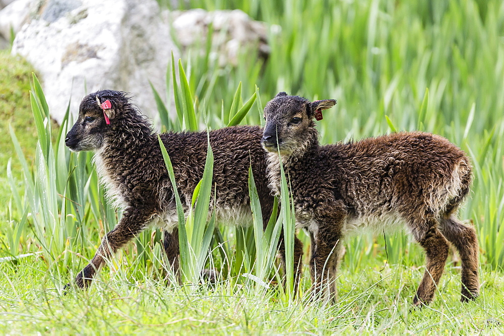 An ancient form of sheep called the Soay roaming the stone remains of the evacuated village on Hirta, St. Kilda Archipelago, Scotland, United Kingdom, Europe