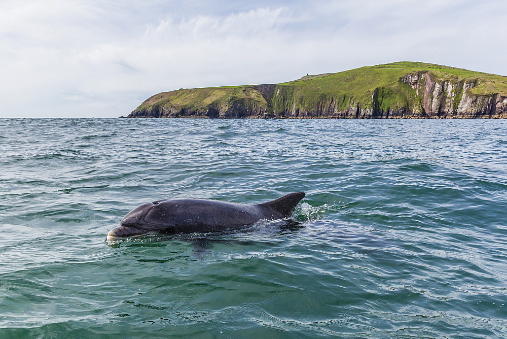 Adult bottlenose dolphin (Tursiops truncates) affectionately named Fungie who has lived for decades near the Dingle Peninsula, County Kerry, Munster, Republic of Ireland, Europe