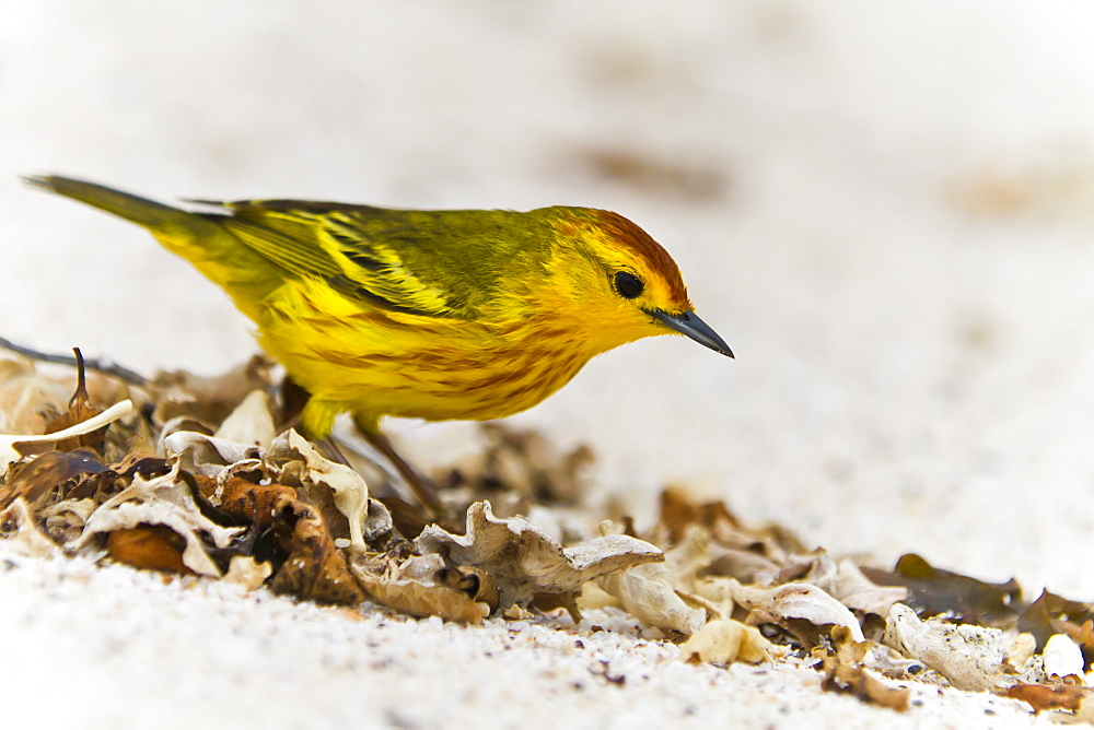 Adult yellow warbler (Dendroica petechia aureola), Santiago Island, Galapagos Islands, UNESCO World Heritge Site, Ecuador, South America