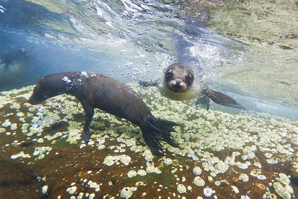 Galapagos sea lions (Zalophus wollebaeki) underwater, Guy Fawkes Islands, Galapagos Islands, Ecuador, South America