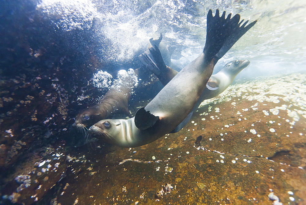 Galapagos sea lions (Zalophus wollebaeki) underwater, Guy Fawkes Islands, Galapagos Islands, Ecuador, South America