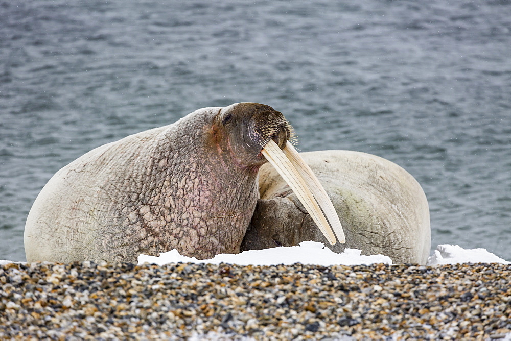 Adult bull Atlantic walrus (Odobenus rosmarus rosmarus) on the beach in Torellneset, Nordauslandet, Svalbard, Norway, Scandinavia, Europe