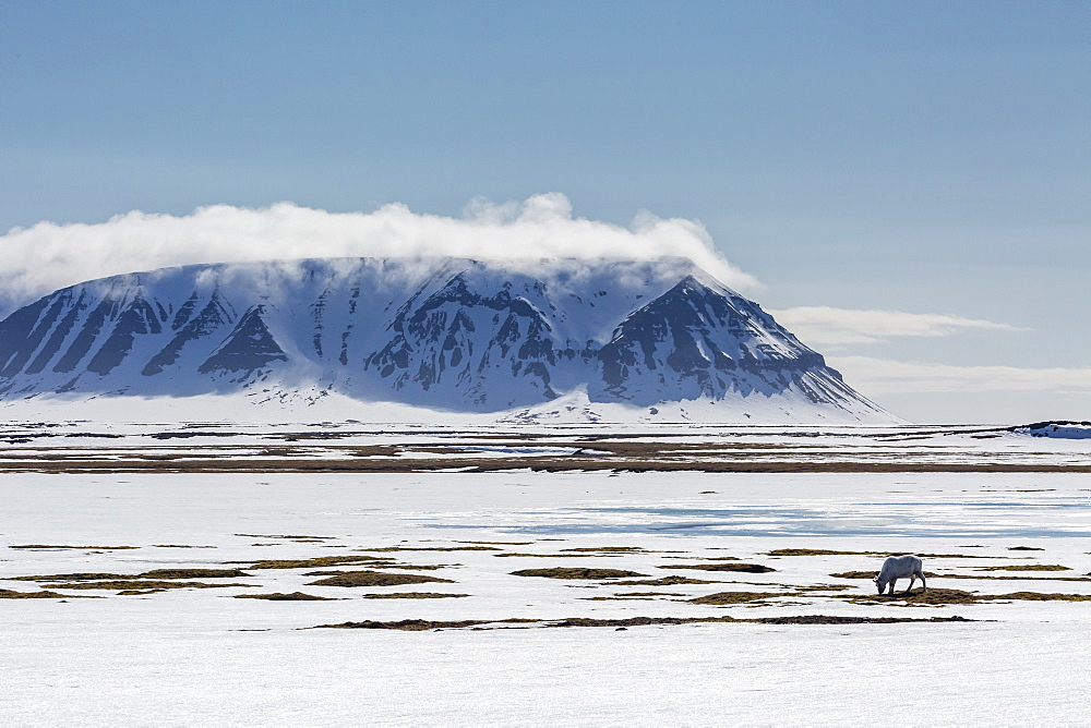 A lone reindeer (Rangifer tarandus) grazing on the tundra in Russebukta, Edgeoya, Norway, Scandinavia, Europe