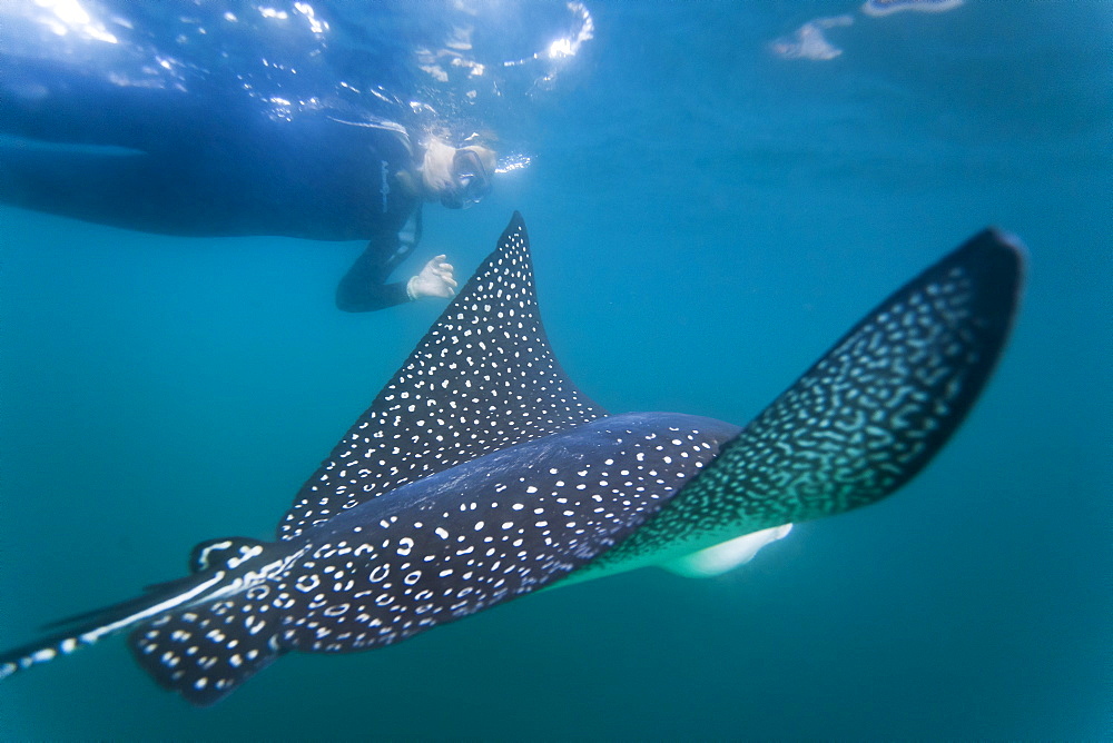 Spotted eagle ray (Aetobatus narinari) underwater, Leon Dormido Island, San Cristobal Island, Galapagos Islands, Ecuador, South America 