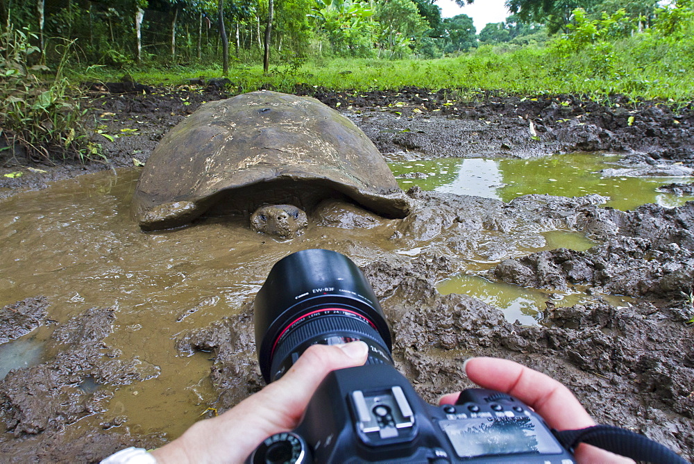 Wild Galapagos tortoise (Geochelone elephantopus), Santa Cruz Island, Galapagos Islands, Ecuador, South America