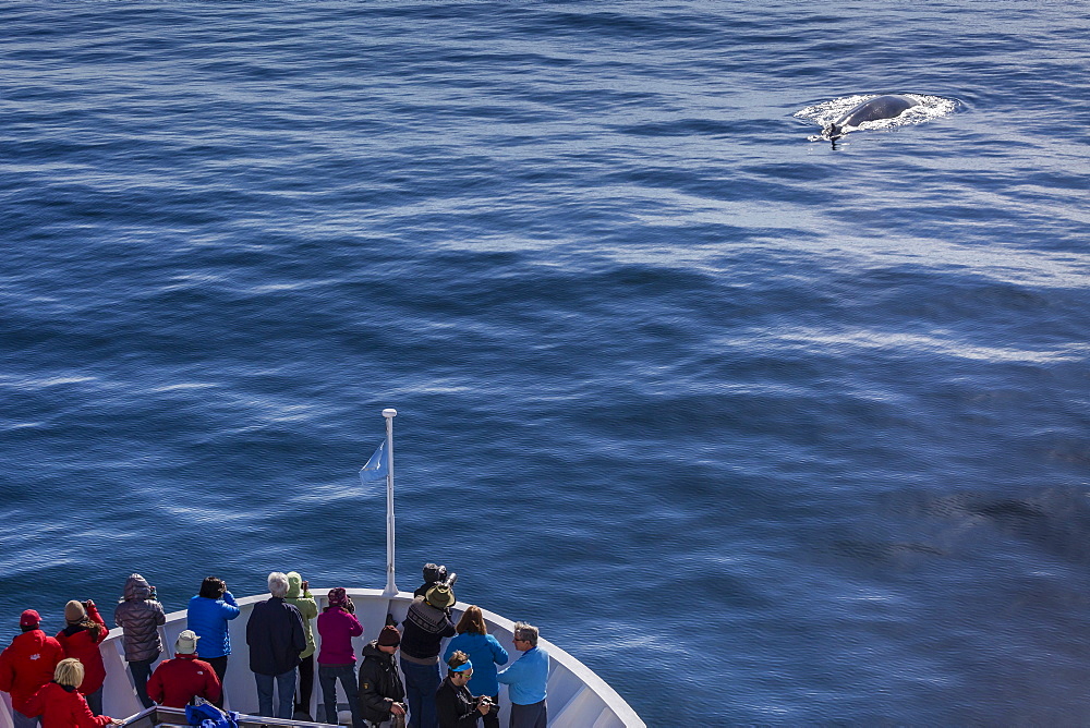 Adult fin whale (Balaenoptera physalus) surfacing off the bow of the National Geographic Explorer, Spitsbergen, Svalbard, Arctic, Norway, Scandinavia, Europe