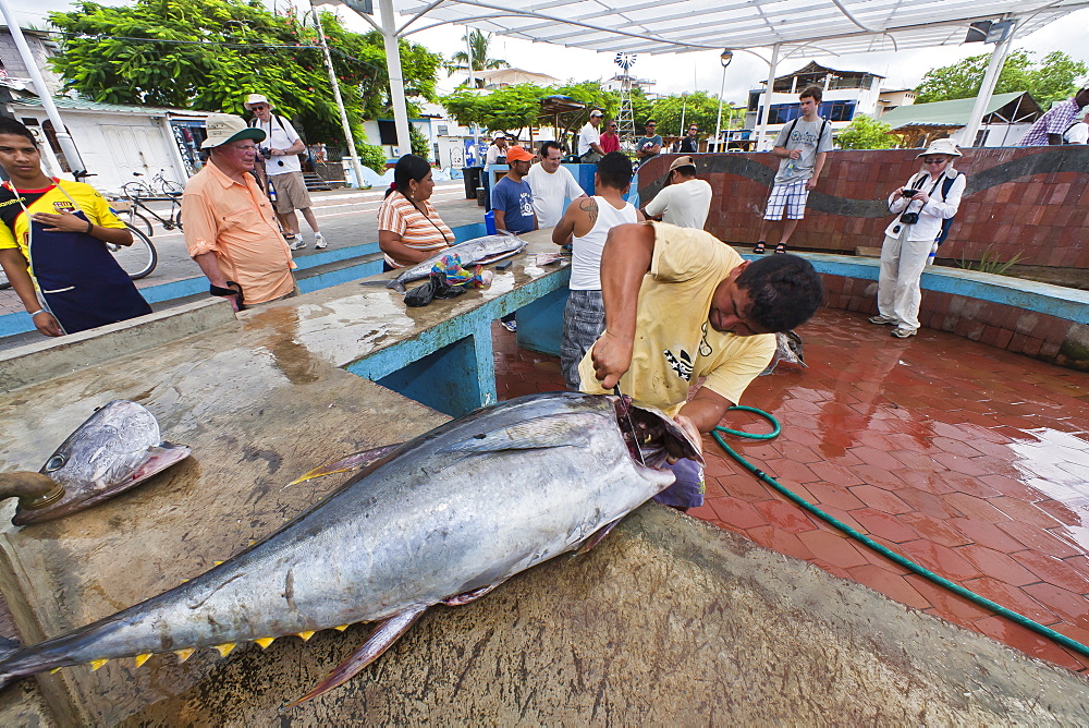 Local fish market, Puerto Ayora, Santa Cruz Island, Galapagos Island Archipelago, Ecuador, South America