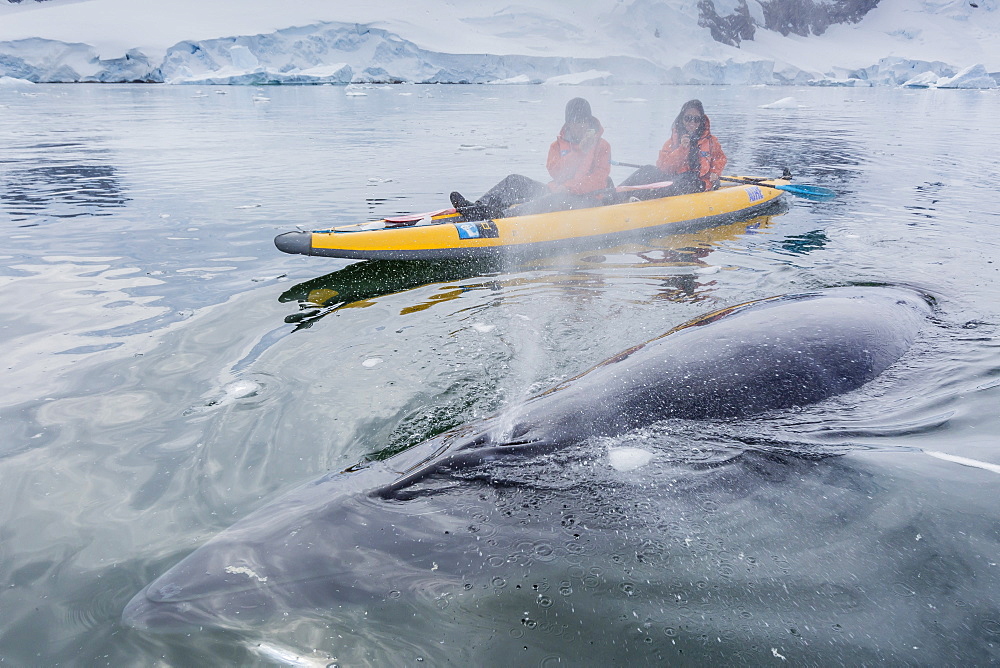 A curious Antarctic minke whale approaches kayakers, in Neko Harbor, Antarctica, Polar Regions